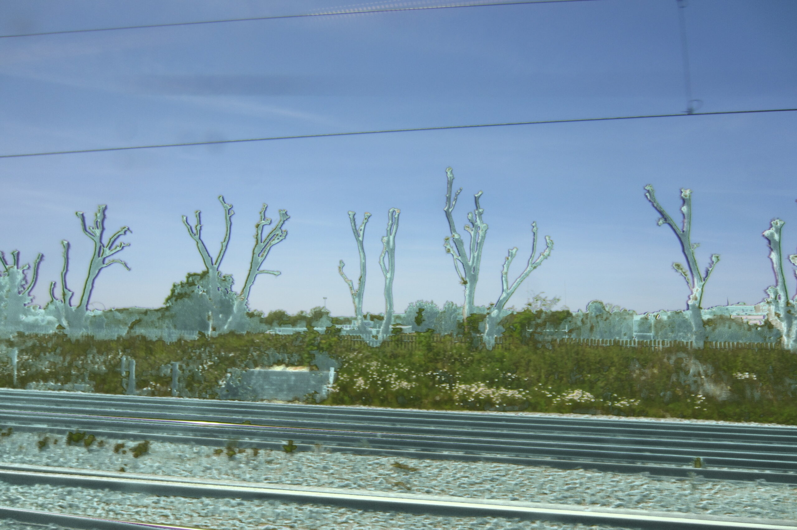 Row of pollarded trees beside railway tracks.