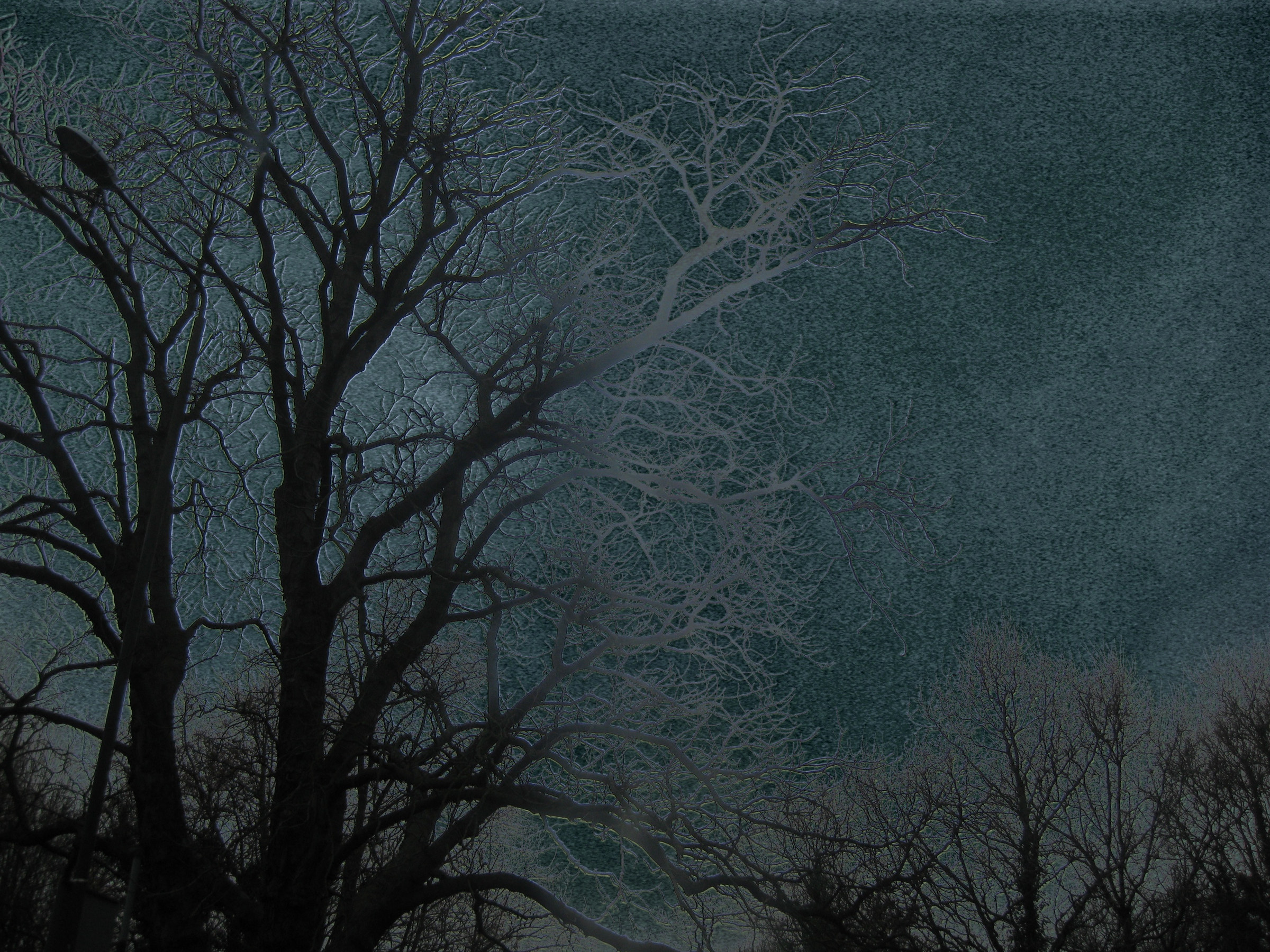 Dark and pale tree silhouettes overlap against a blue-green grainy sky.