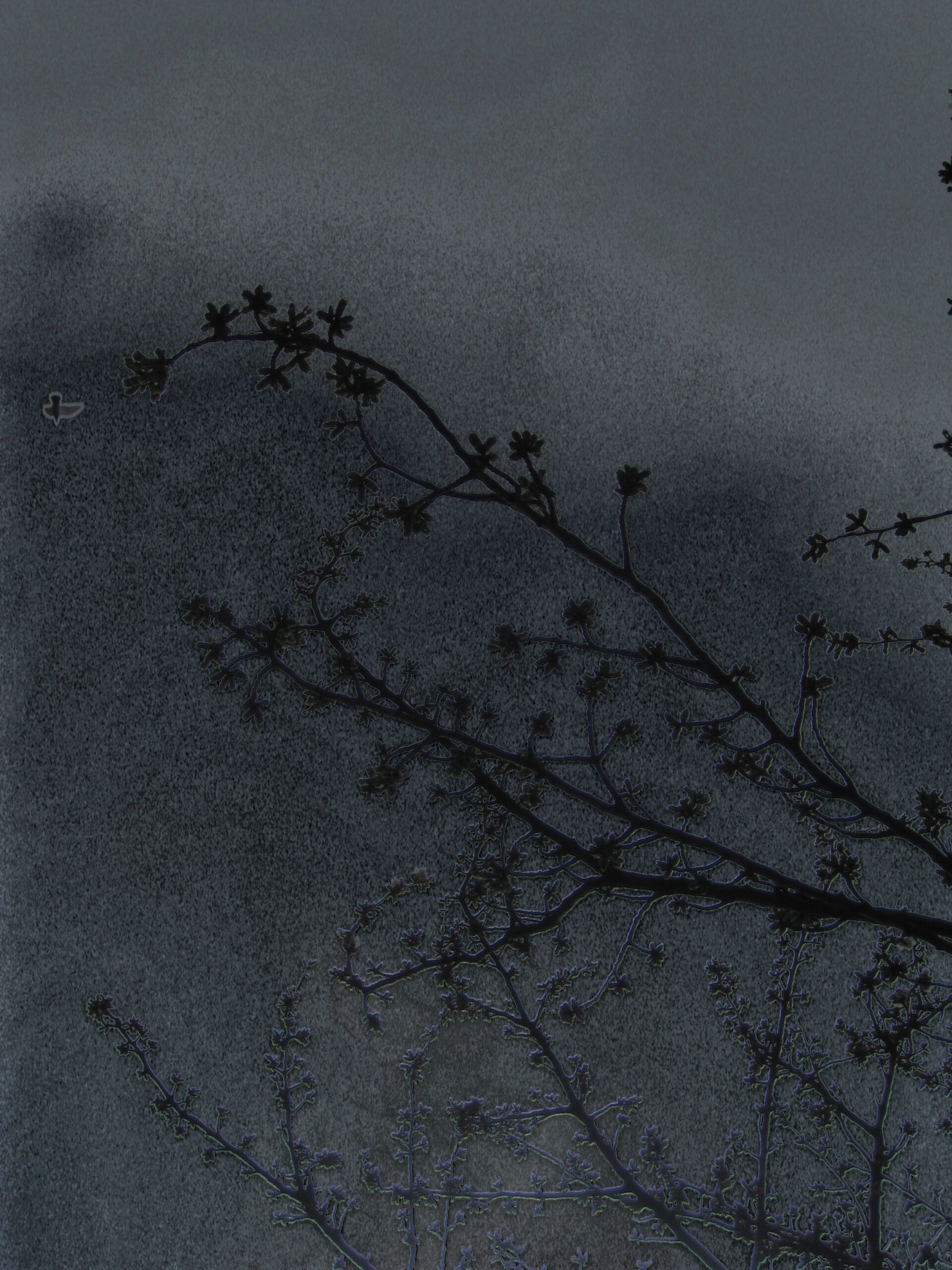 A small bird sits among thin branches against a grainy grey sky.