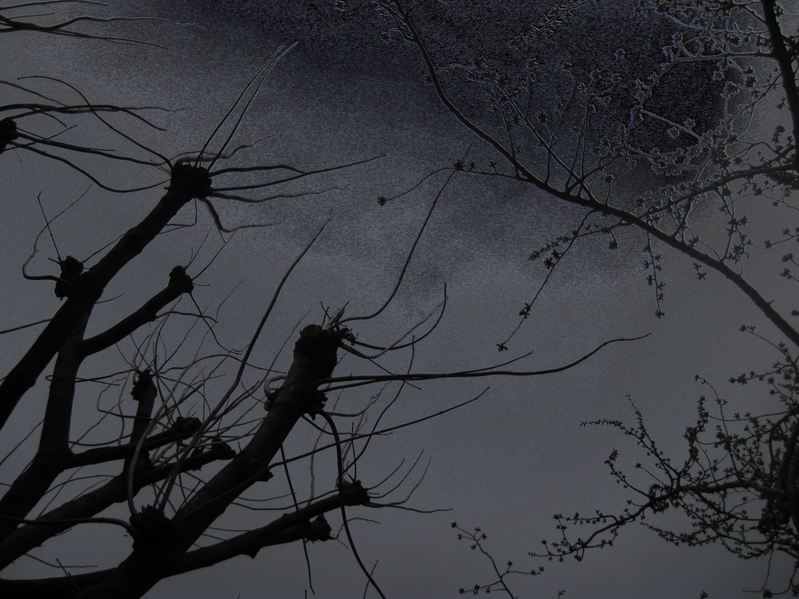 Bare branches reach across a dark grey-blue sky.