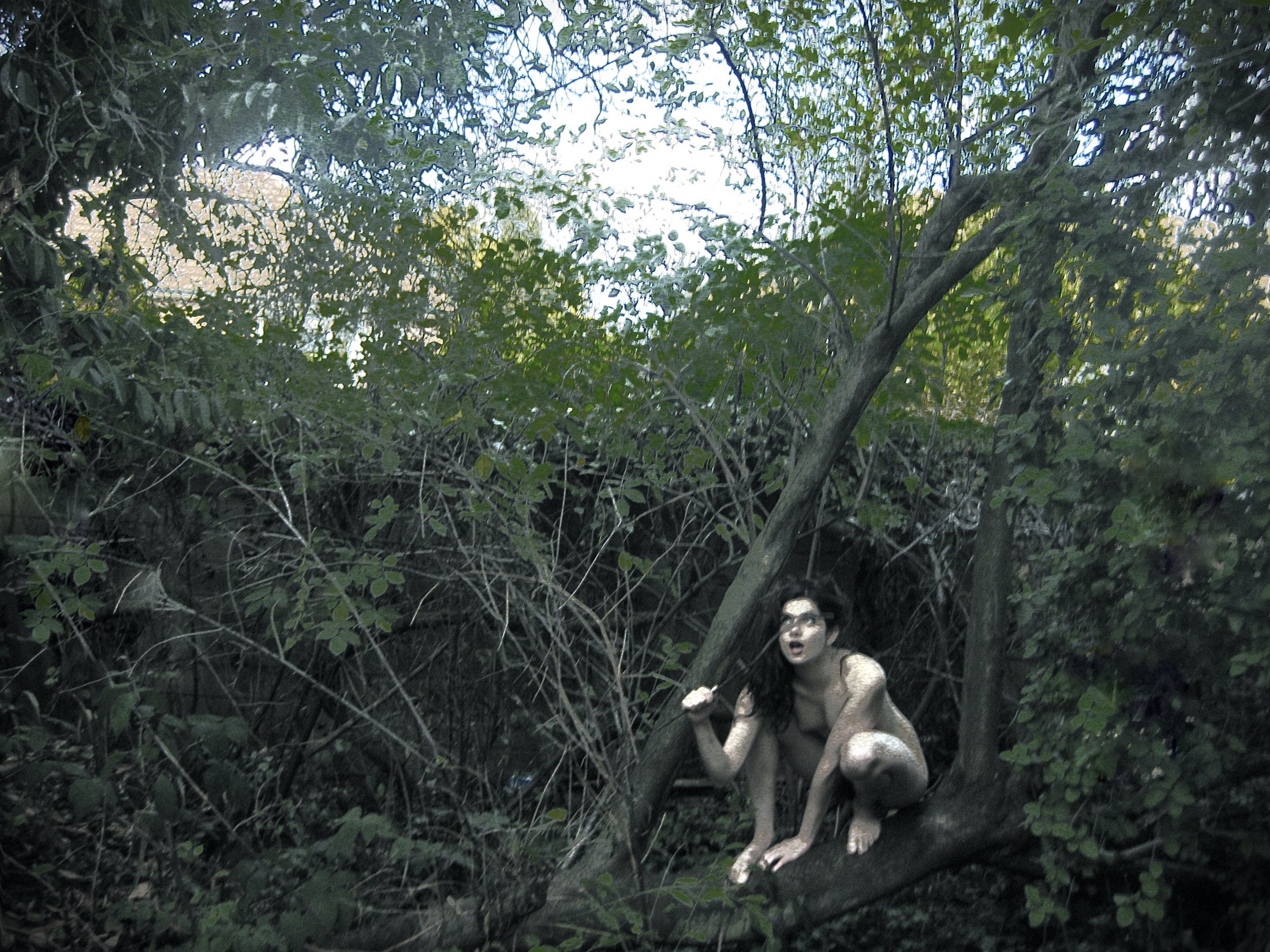 A figure crouching in the fork of a tree among dense branches.